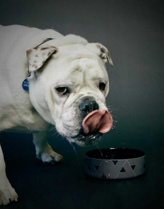 Tokyo Pet Bowl